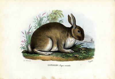 Conejo, 1863-79 de Raimundo Petraroja